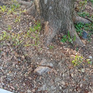 Cedar Elm Tree Roots